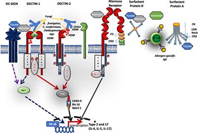 C-Type Lectin Receptors in Asthma